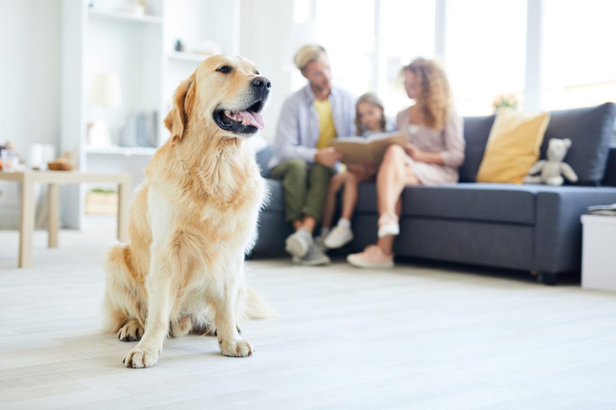 Pet Owner and Selling Your Home? Here Are My Top Tips for Selling Your House When You Have Pets